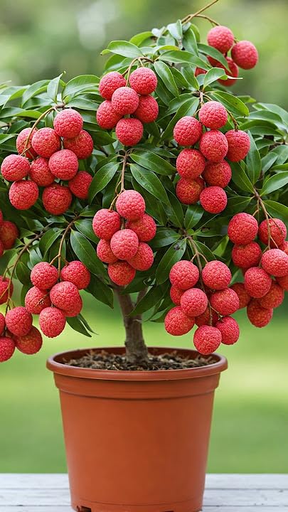 たくさんの花芽 ライチ 篤姫 8号 150cm Litchi Zxxyanbi Original Rare Red Ball Variety Litchi Fruit Plant Hybrid